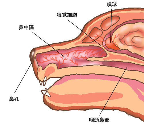 犬 の 鼻 構造