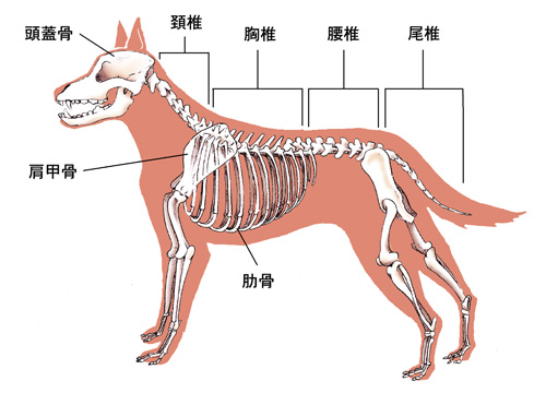 獣医向けイラスト 犬の骨格